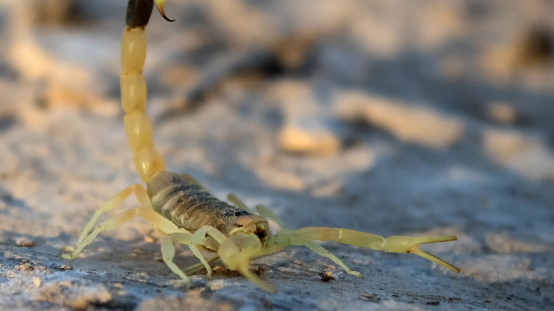 This scorpion lives in the deadliest desert on Earth