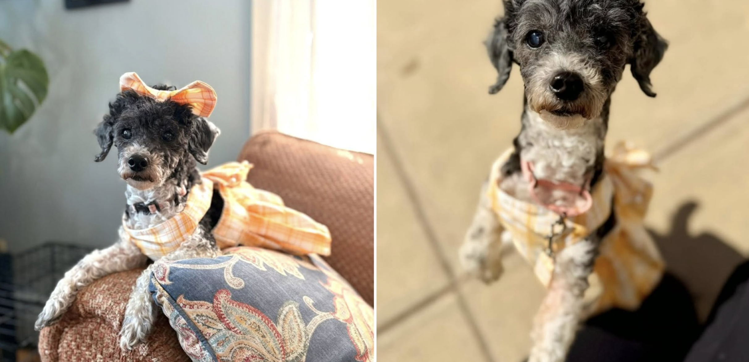 From death’s door to a new life: Help Luna keep thriving after her recovery