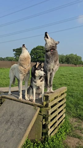 Husky decides whether to join the howling pack