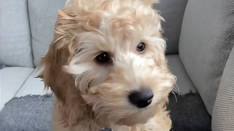Cockapoo looks like a 'spring lamb' jumping around his new backyard for ...