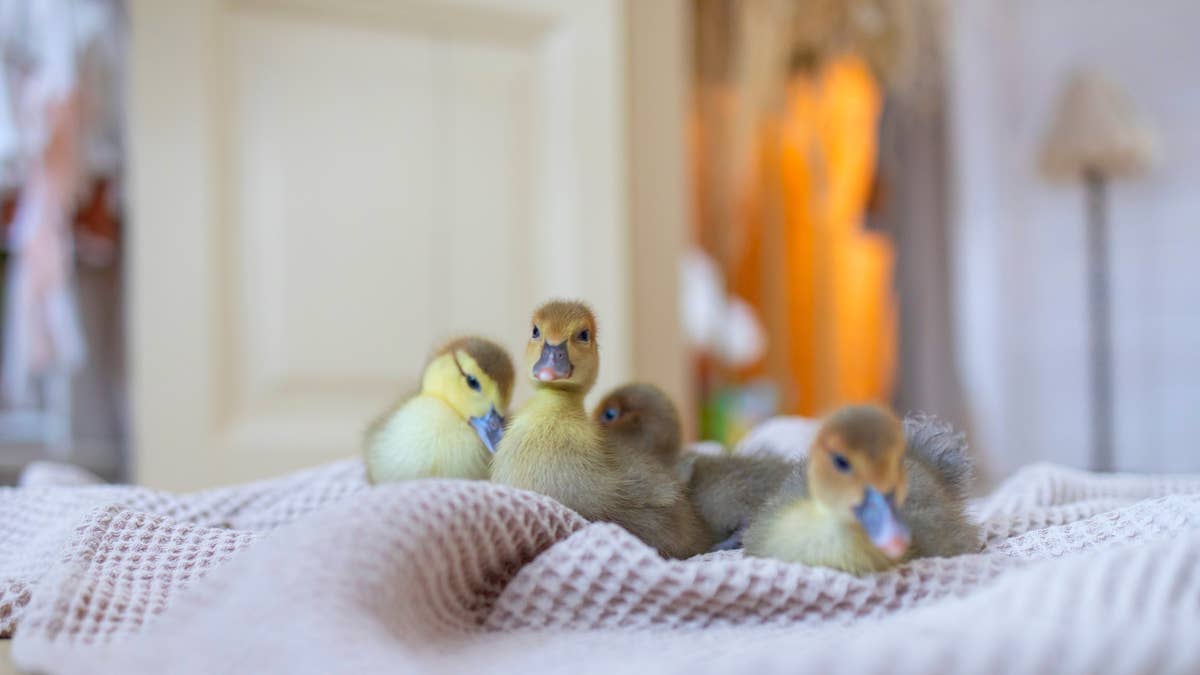 Duckling bath time is the sweetest entertainment for family Doodle