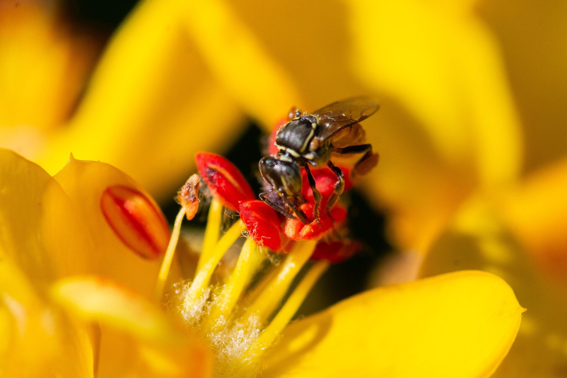 El primer insecto con derechos legales del mundo está en Perú