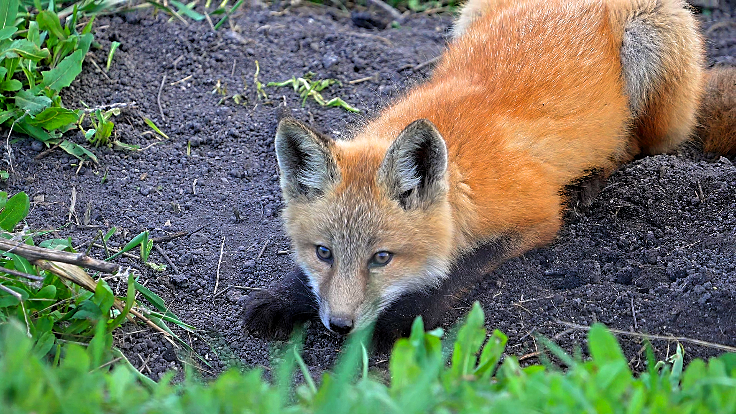 Watch what happens when a fox is about to go hunting