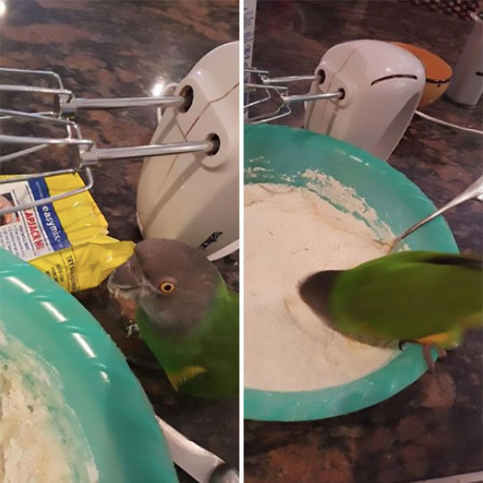 48 times birds acted badly and got called out online