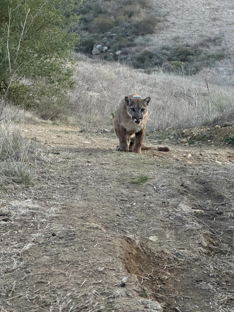 Mountain lion shot in Thousand Oaks area. Here's how it happened