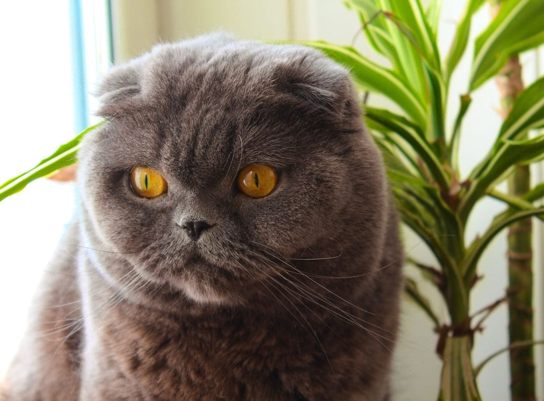 These cat breeds don’t just sit with you — they actually need to be close