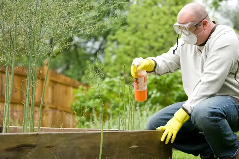 Dealing with garden pests without using harsh chemicals: my go-to methods