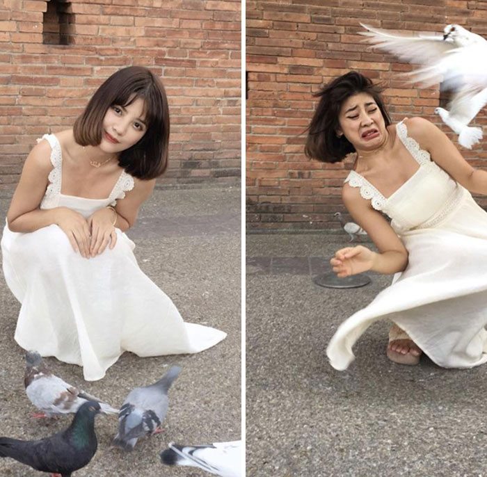 48 times birds acted badly and got called out online