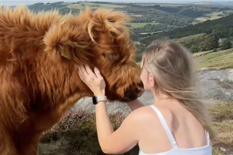 Farmer vows to 'breed uglier cows' to stop relentless TikTokers from tormenting cattle