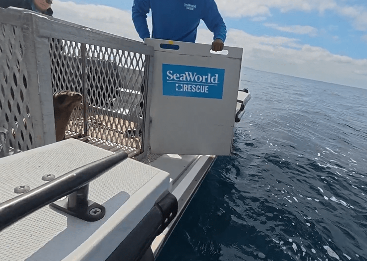Watch: SeaWorld rescue team releases rehabilitated seabirds, sea lions