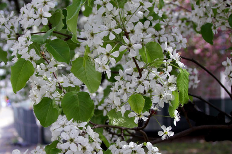 After holding its nose for decades, NJ finally bans stinky Bradford ...