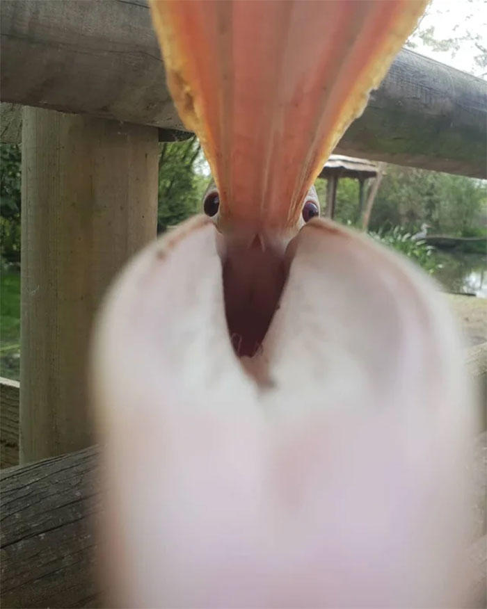 48 times birds acted badly and got called out online