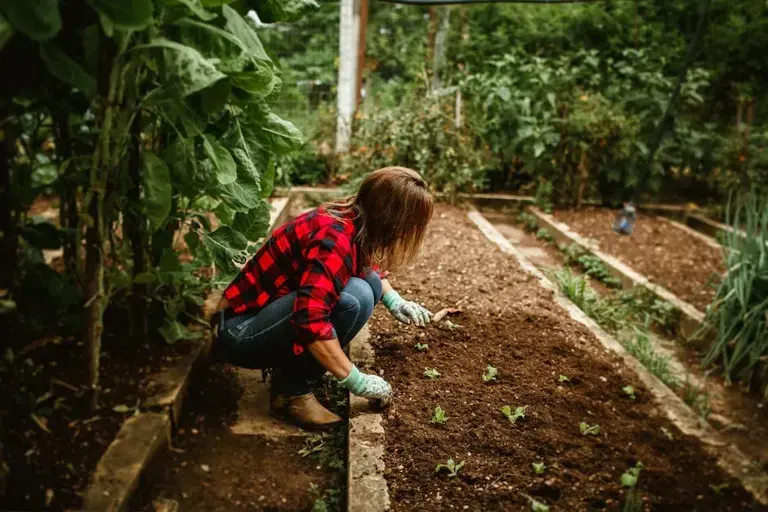 Dealing with garden pests without using harsh chemicals: my go-to methods