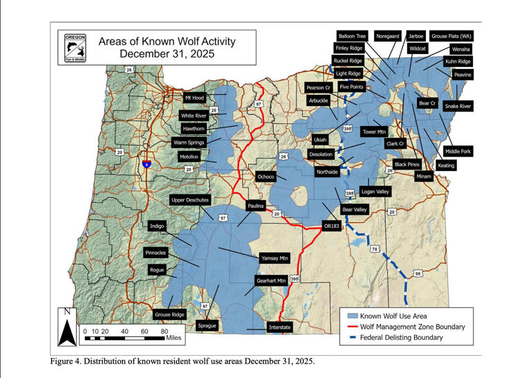 Wolf population increases by 79% in western half of Oregon