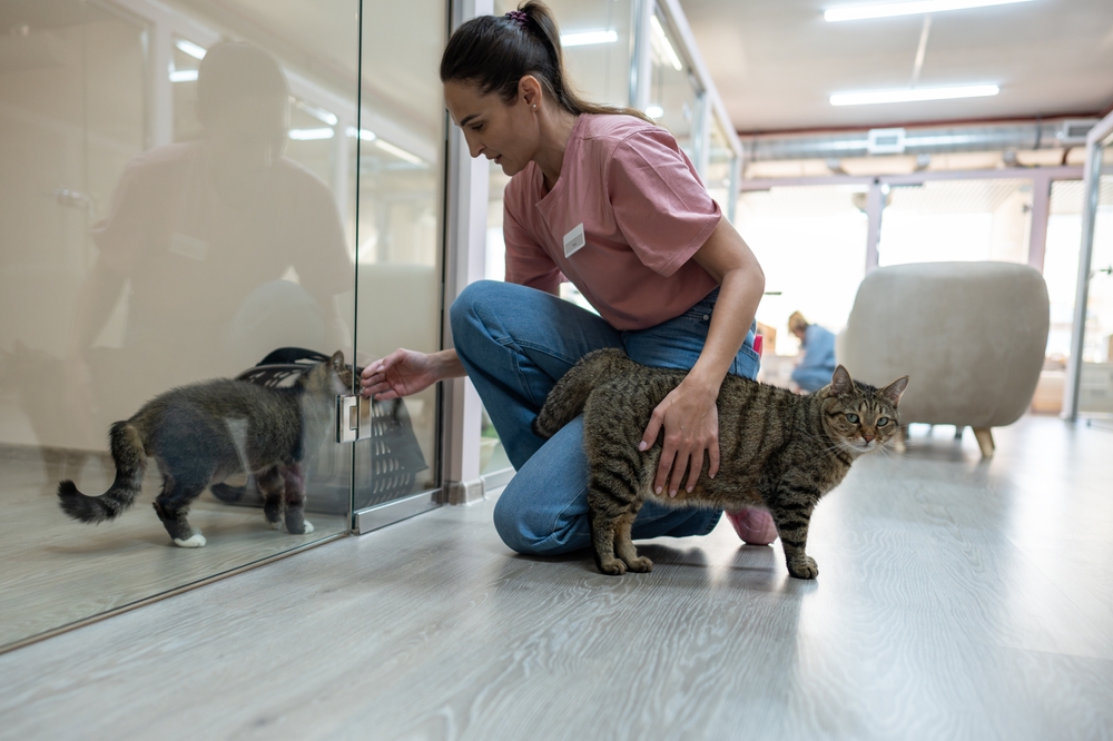 US animal shelters near ‘no-kill’ goal, reach highest adoption levels ...