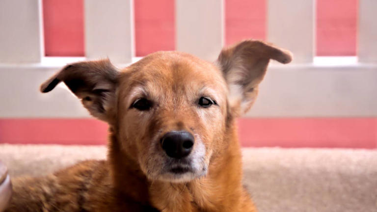 Sassy lab mix Sandra has zero time for her mom's rules today