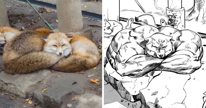 9 optical illusions that made animals look buff