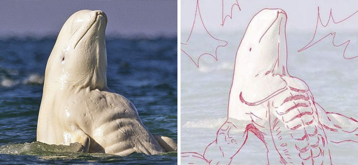 9 optical illusions that made animals look buff