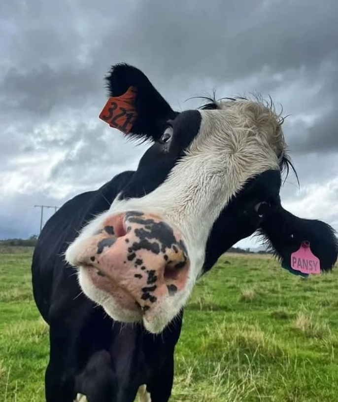 Feeling a little moo-dy? These 21 fluffy derpy cow pics might ease the vibe