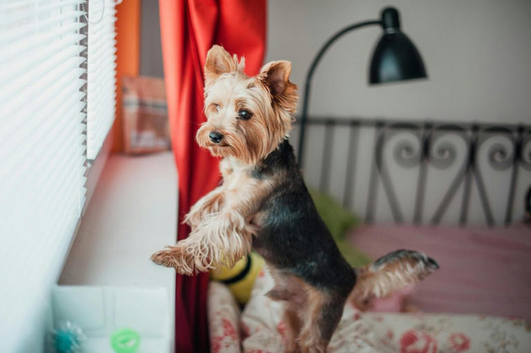 7 signs your dog has separation anxiety, experts say most owners miss ... - Separation Anxiety Dog Mealtime Solutions