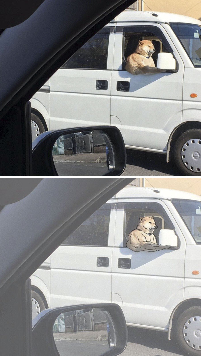 9 optical illusions that made animals look buff