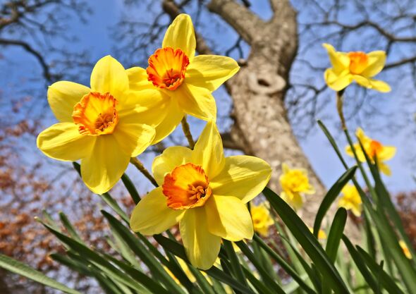 Daffodils will flower year after year if you do 10-second task before ...