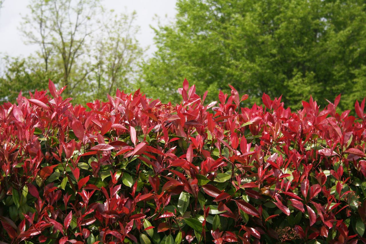 Closeup of the red leaves of Red Tip Photinia hedge