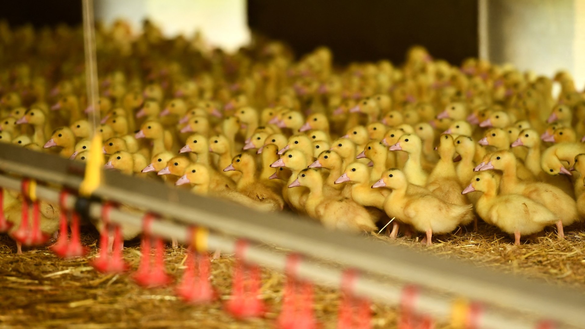 Nearly 500 ducks removed from animal sanctuary after overcrowding