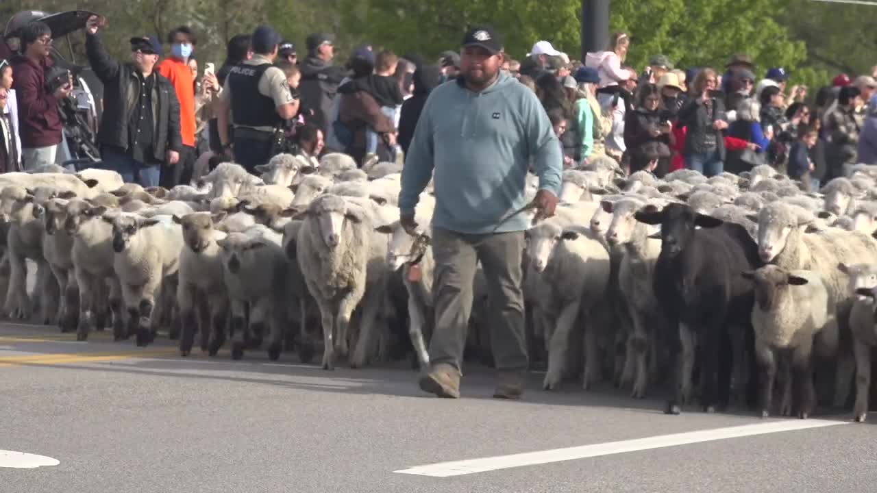 The sheep migration across Highway 55 in Eagle draws a record crowd