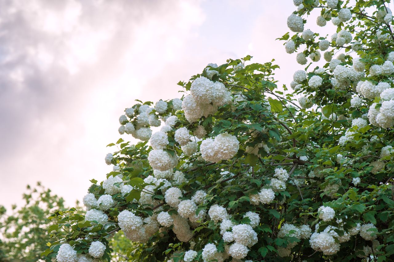A Chinese snowball viburnum is in full bloom against a sunset sky.