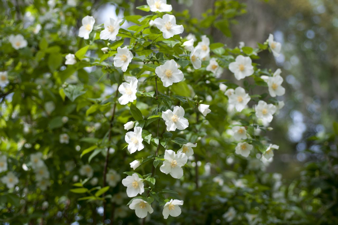Philadelphus, Mock Orange Blossoms