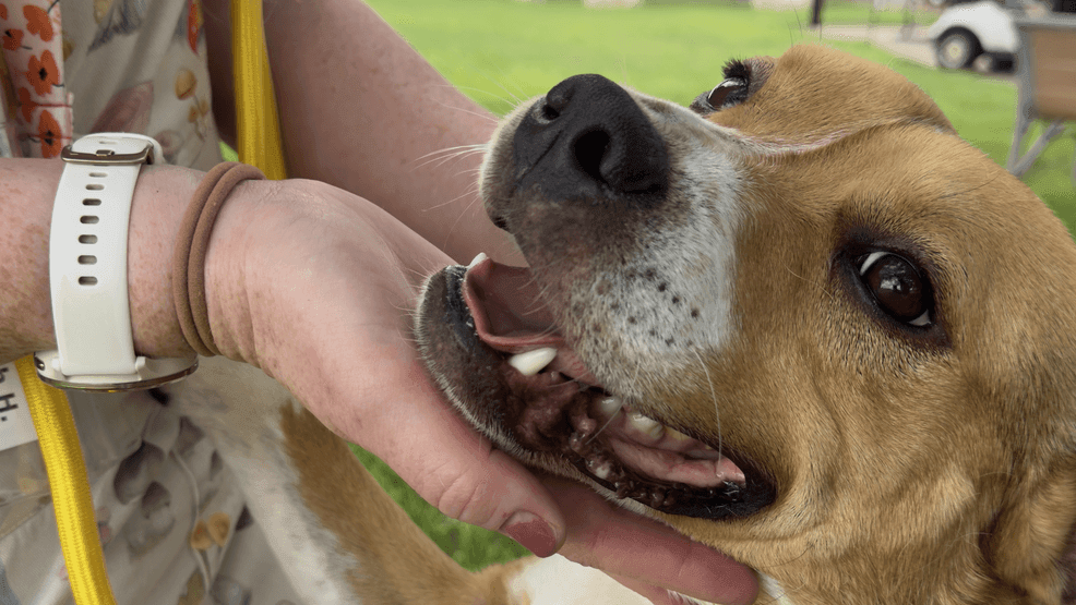 38 dogs adopted as Austin shelter continues mobilizing to mitigate ...