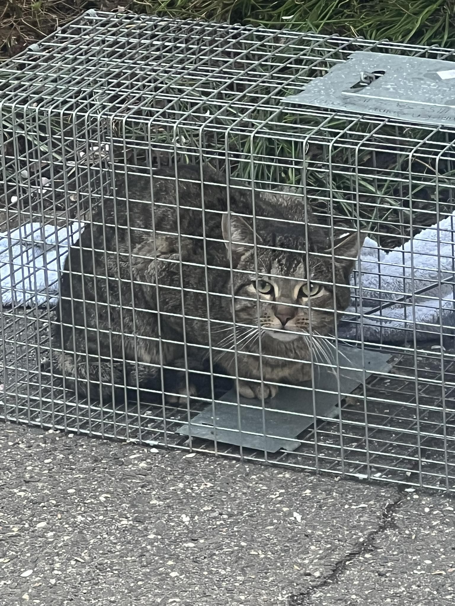 Cat with rabies symptoms captured in Northampton