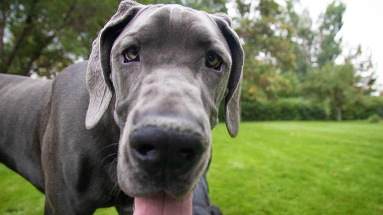 This dog breed is ranked among the 'calmest' pups despite their massive ...