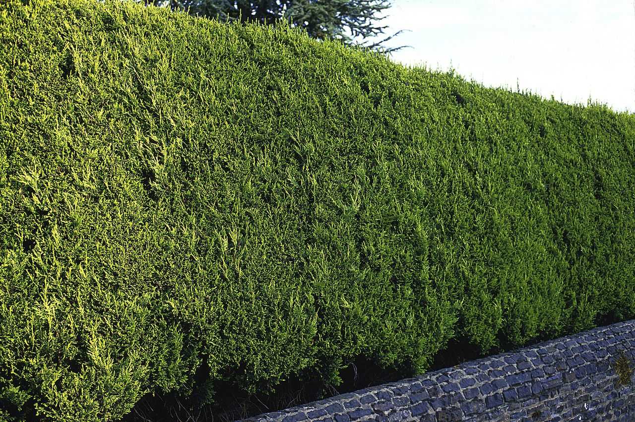 golden cypress hede