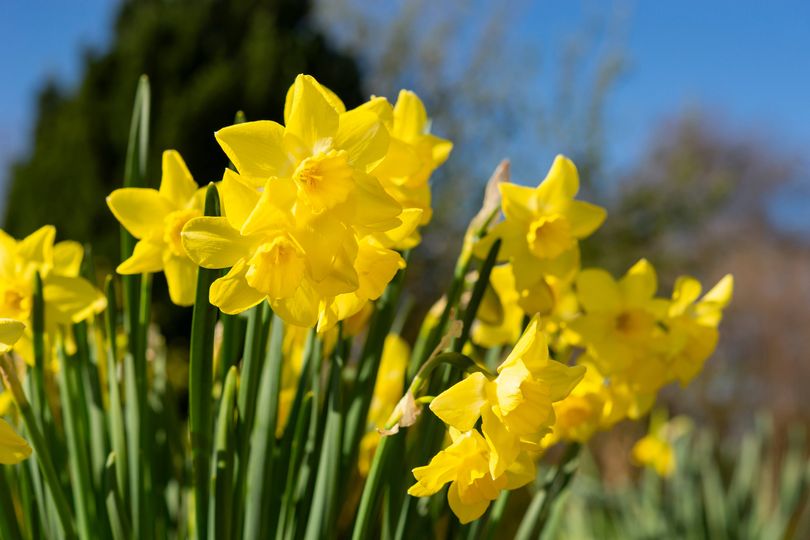 Households with daffodils in their garden urged to do 10-second job in ...