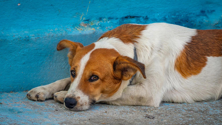 Image showcasing 7 signs your dog has separation anxiety, experts say most owners miss ...
