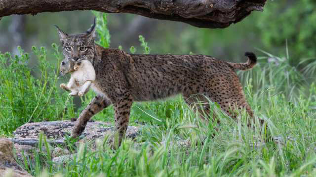 A lynx bathes its prey before eating it, a historic first captured on video