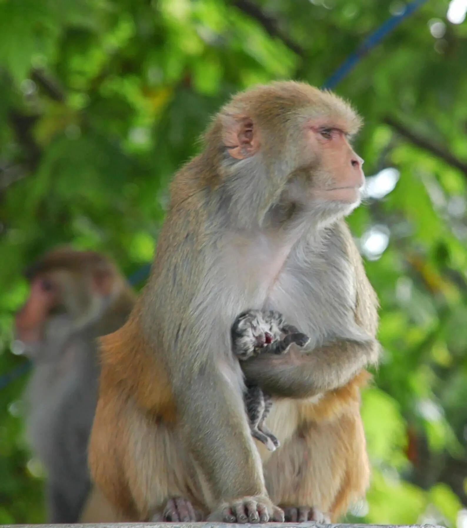 Forest dept draws up plan to check monkey menace