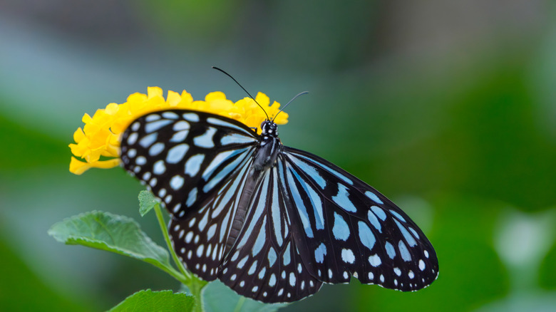 The stunning perennial you should plant in April for a garden full of ...