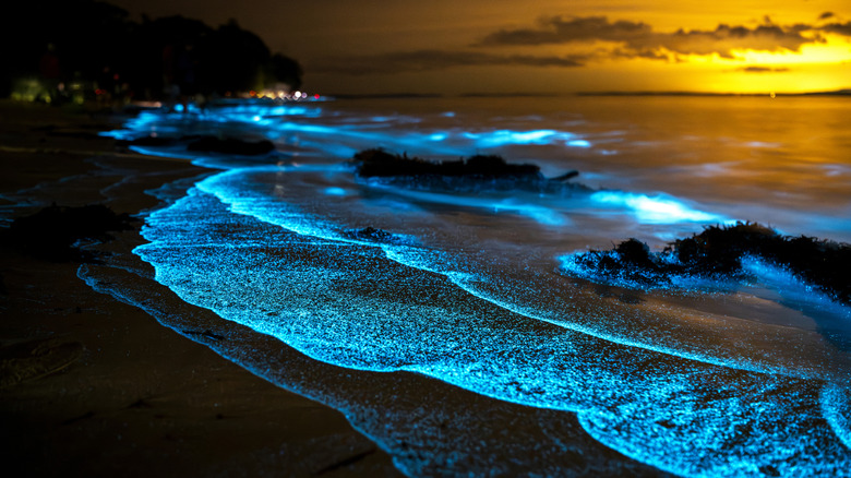 Cape Cod's best-kept secret is a mesmerizing bioluminescent beach in ...