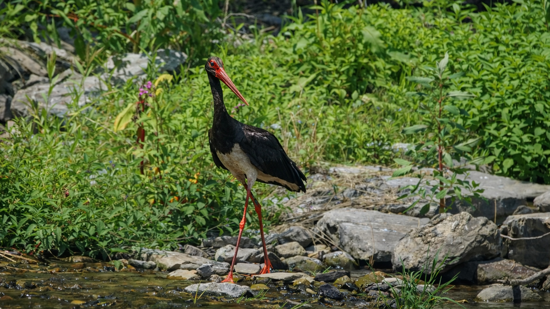 Camera trap records a black stork exploring a rocky stream