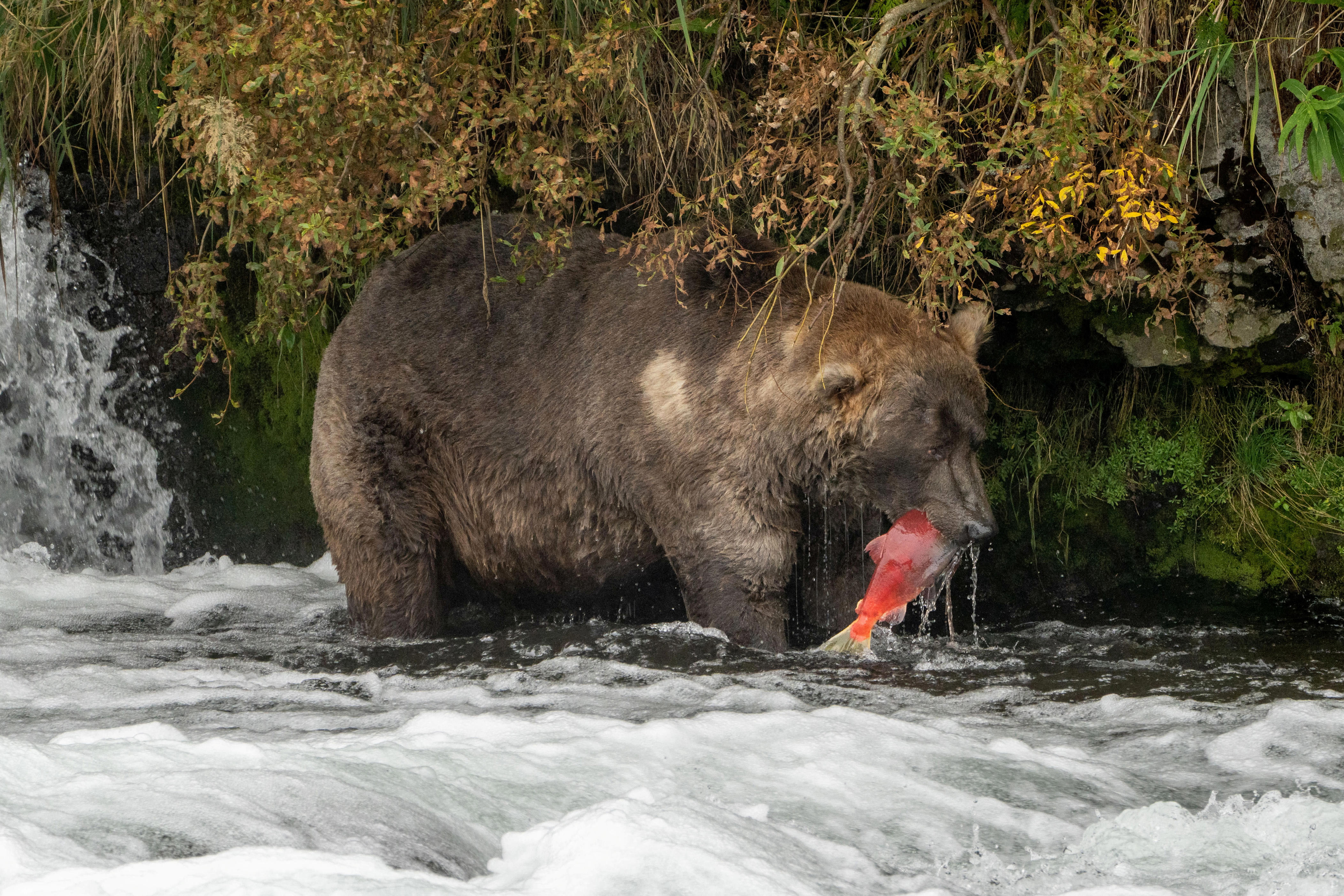Two US soldiers wounded in bear attack during training exercise in Alaska