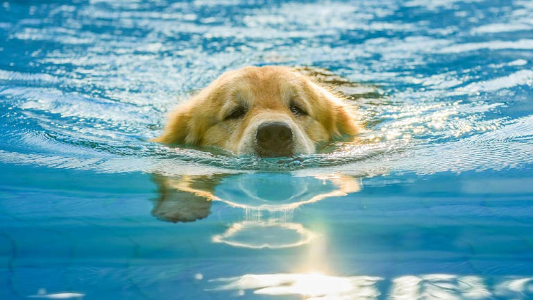 Golden retriever puppy in a pool is a floating bumblebee baby