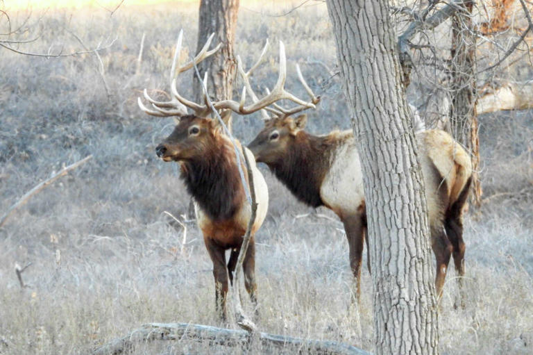 Sprawling 88,000-acre ranching empire listed across Texas and Oklahoma