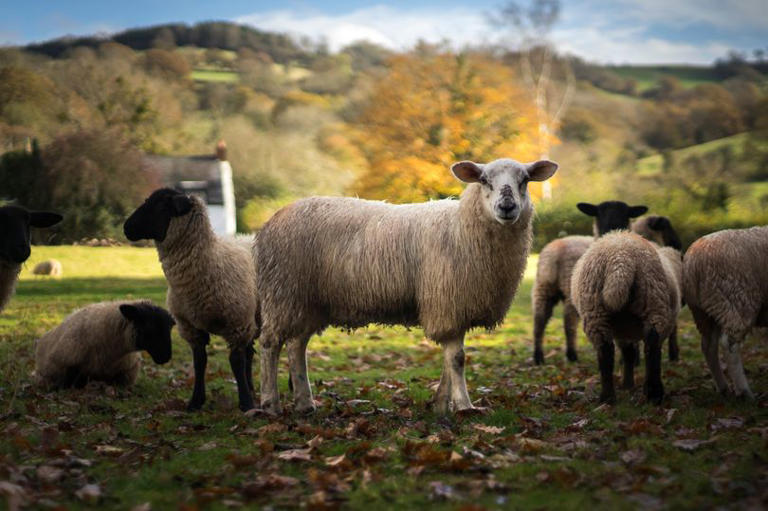 Millions being spent on how to breed sheep that don't burp or fart in ...