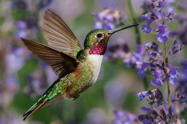More than feeders: Attracting hummingbirds to the landscape