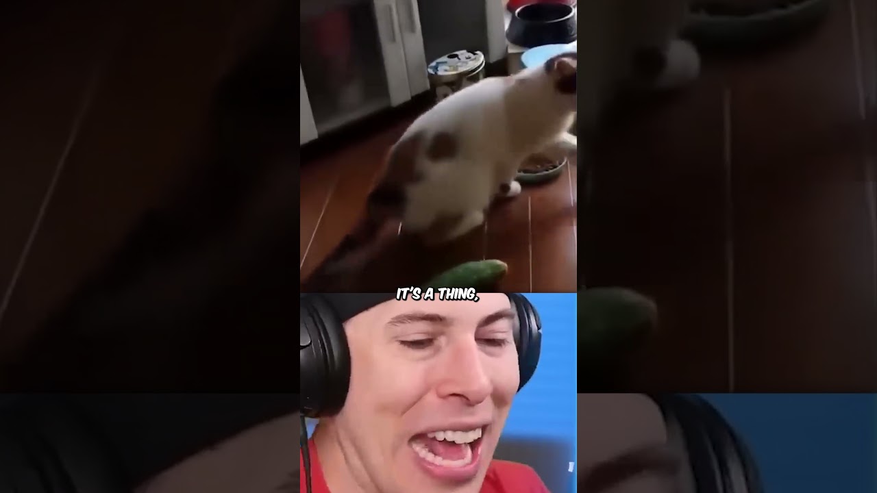 Funny animals doing unexpected things