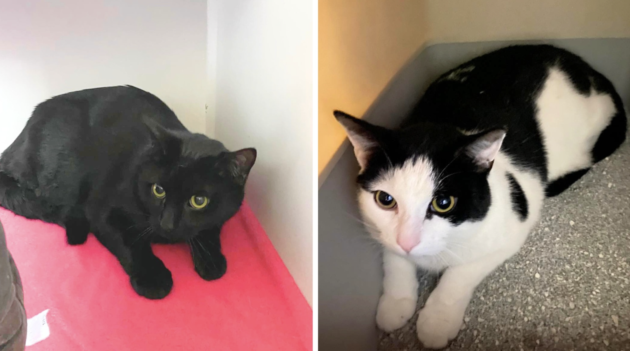 Meet Moo Moo & Roo Roo: The sweet cats who love each other