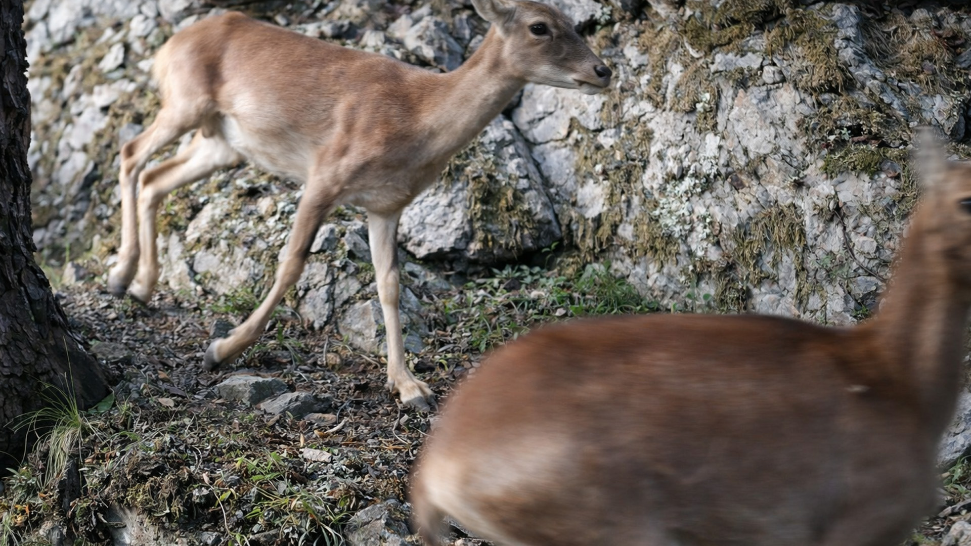 Une caméra cachée capture un passage soudain sur un sentier forestier
